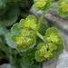 Paarbladig goudveil - Chrysosplenium oppositifolium