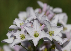 Pinksterbloem - Cardamine pratensis