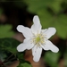 Bosanemoon - Anemone nemorosa (1)