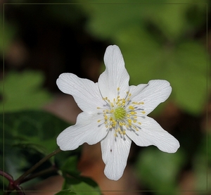 Bosanemoon - Anemone nemorosa (1)