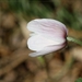 Bosanemoon - Anemone nemorosa