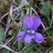 Bosviooltje - Viola riviniana