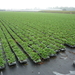 140920 SLEIDINGE aardbeiplanten