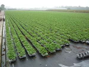 140920 SLEIDINGE aardbeiplanten