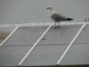 Zandschulpturen Oostende 097