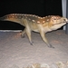 Expo dino's 010