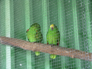 Olmense Zoo 095