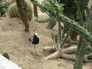 Olmense Zoo 109