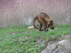 Olmense Zoo 118