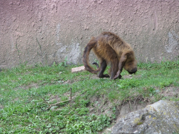 Olmense Zoo 118