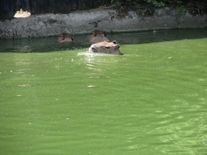 Olmense Zoo 121