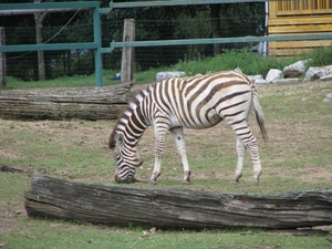 Olmense Zoo 145