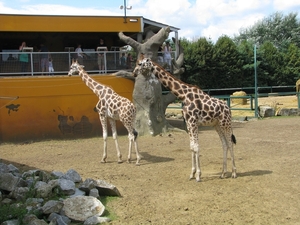 Olmense Zoo 147