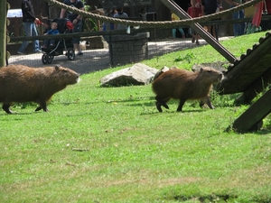 Olmense Zoo 158