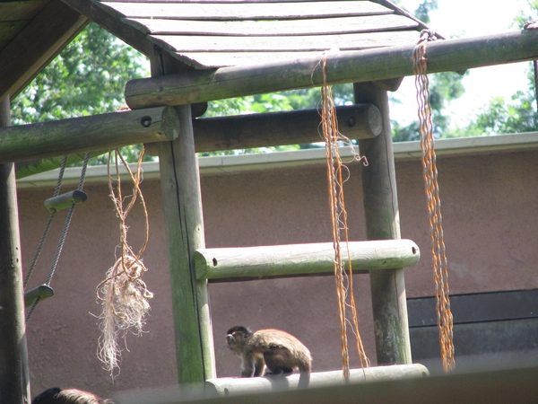 Olmense Zoo 160