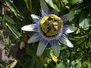 Passiflora