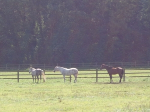 Swatam Arabians - Fokker volbloedpaarden