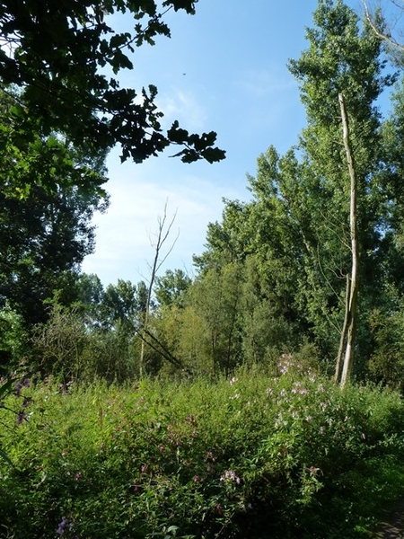 018-Natuurgebied oude-Netearm