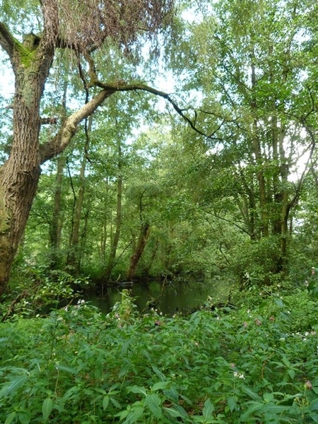 069-Domeinbos 't Broek Blaasvel-Willebroek