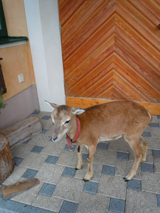 Gudrun 5 maanden oud ree