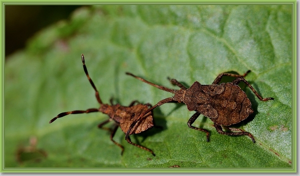 Zuringwants - Coreus marginatus IMG-0085