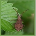 Zuringwants - Coreus marginatus IMG-2373