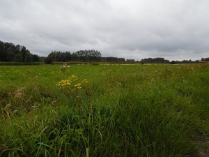 40-Vlassenbroekse schorren en polders