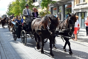 HORSE PARADE- W. 14-18