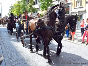 HORSE PARADE- W. 14-18