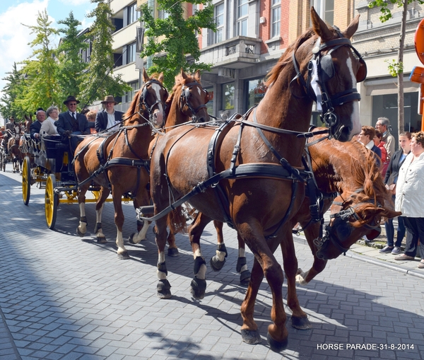 HORSE PARADE- W. 14-18