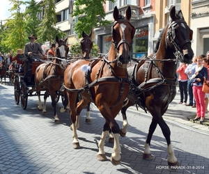 HORSE PARADE- W. 14-18