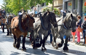 HORSE PARADE- W. 14-18