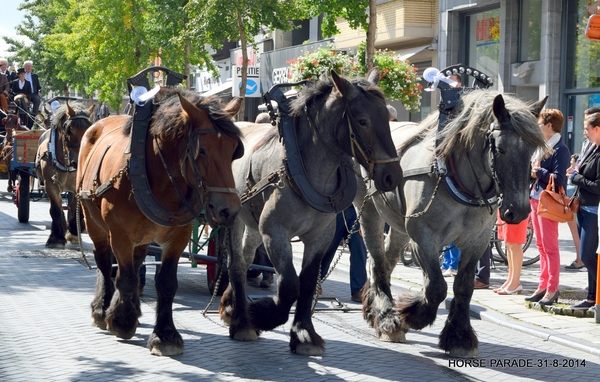 HORSE PARADE- W. 14-18