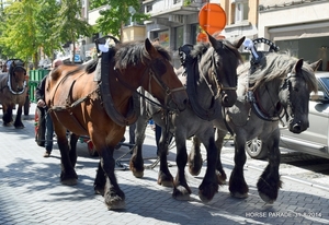 HORSE PARADE- W. 14-18