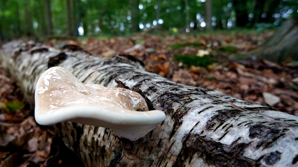 Domein-Sterrebos-Rumbeke-1-10-2014-20