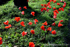 100 jaar1914-2014 Grote Oorlog