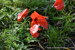 100 jaar1914-2014 Grote Oorlog