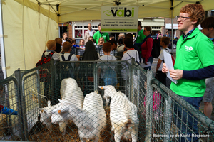 Boerderij op de Markt-Roeselare-22-5-2014