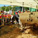 Boerderij op de Markt-Roeselare-22-5-2014