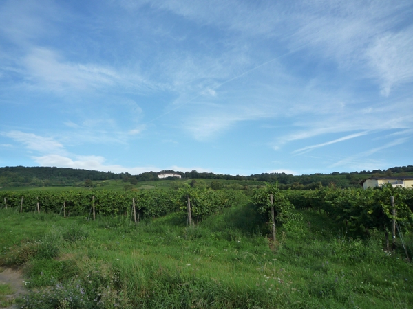 3 Rudesheim, wandeling naar Asbach _P1190921