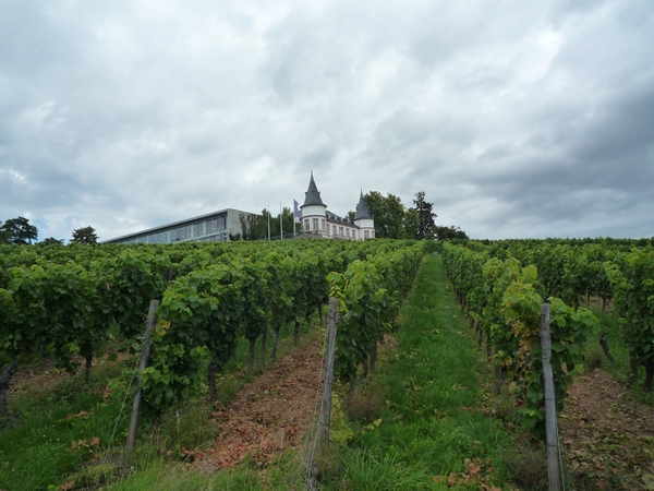 3 Rudesheim, wandeling naar Asbach _P1190944