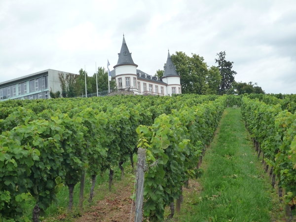 3 Rudesheim, wandeling naar Asbach _P1190945