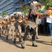 Bloemencorso Blankenberge 035