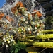 Bloemencorso Blankenberge 083