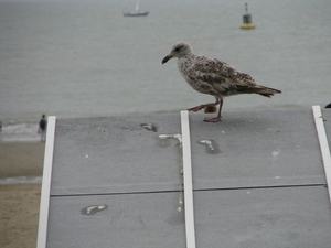 Zandschulpturen Oostende 098