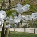 Bloesems in de Japanse tuin 007