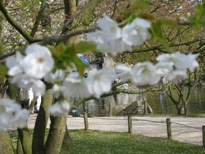 Bloesems in de Japanse tuin 007
