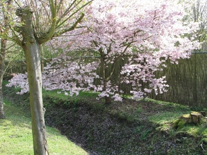 Bloesems in de Japanse tuin 010