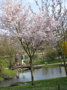 Bloesems in de Japanse tuin 012