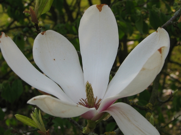 Bloesems in de Japanse tuin 015